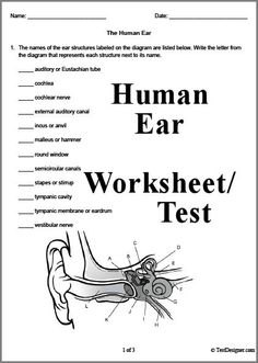 the human ear worksheet is shown in black and white, with text on it