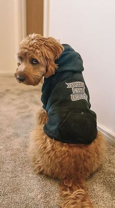 a brown dog wearing a black shirt sitting on the floor