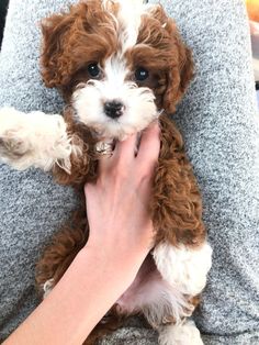 a person holding a small brown and white dog