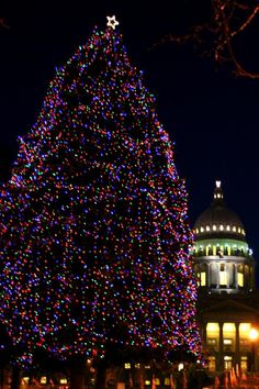 a large christmas tree is lit up in front of the capitol building