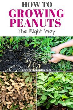 how to grow peanuts the right way