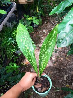 a person is holding a potted plant in their hand and it has spots on the leaves