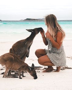 a woman kneeling down to pet a kangaroo on the beach