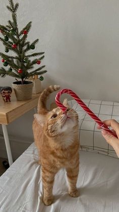 a cat standing on top of a bed holding a candy cane in it's mouth