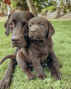 two chocolate lab puppies sitting in the grass