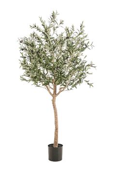 Faux Mediterranean Evergreen Tree Set (2) | Emerald Olive | Woodfurniture.com Artificial Olive Tree, Bed Cover Sets, Artificial Plants And Trees, Dutch Furniture, Olea Europaea, Artificial Trees, Evergreen Trees, Artificial Tree, Miami Design