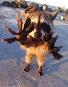 a raccoon is standing on its hind legs with his hands in the air