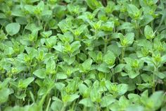 small green plants are growing in the grass