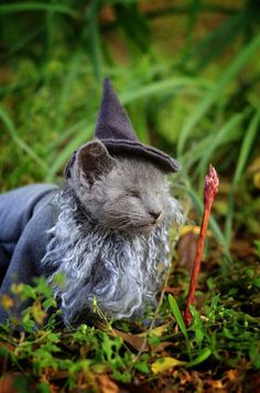 a stuffed animal is laying in the grass with a hat on it's head