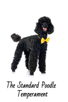 a black poodle with a yellow bow tie standing in front of a white background