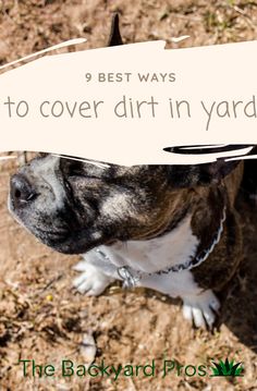 a brown and white dog standing on top of a dirt field