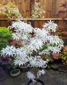 the white flowers are blooming in the potted plants