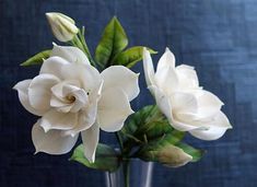 three white flowers are in a clear vase