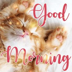 an orange and white cat laying on top of a bed next to the words good morning