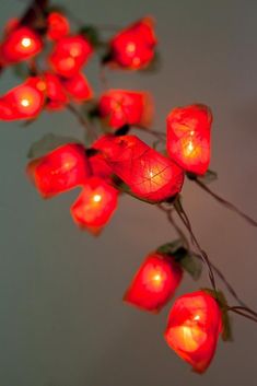 a bunch of red flowers with some lights on them