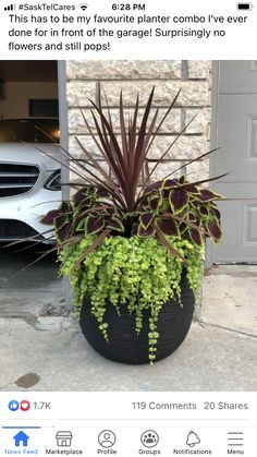 a large potted plant sitting in front of a white car