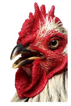 a close up of a rooster's head with red combs and white feathers