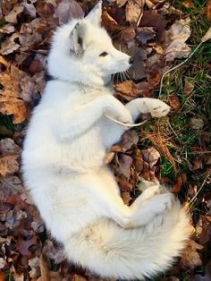 a white cat laying on its back in the leaves with it's paws up