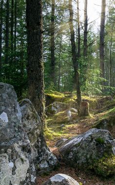 the sun shines through the trees and rocks in this forest area with moss growing on them