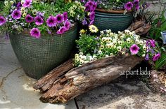 purple and white flowers are growing in large potted plants next to a log on the ground