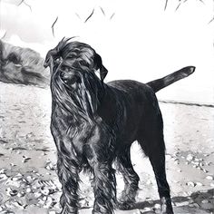 a black and white drawing of a shaggy haired dog standing in a field with rocks