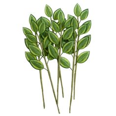 three green plants with leaves on top of each other and one plant has long, thin stems