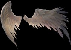 two white angel wings on a black background