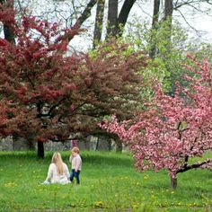 two children are sitting in the grass near some trees with pink flowers on them and one child is holding an umbrella