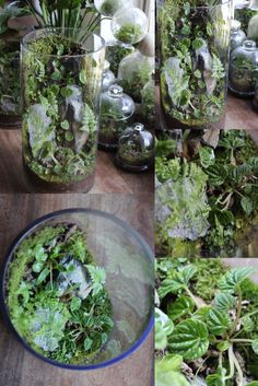 several images of plants in glass vases on a table with rocks and moss growing out of them