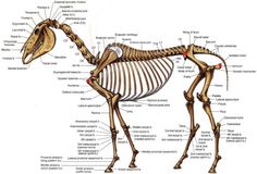 the skeletal skeleton of a horse is shown in this diagram, and shows its features