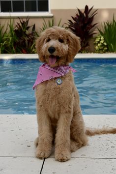 a brown dog wearing a pink bandana sitting next to a pool