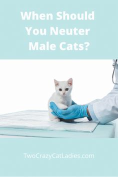 a person in blue gloves holding a white cat on top of a mattress with the caption, when should you neuter male cats?