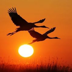 two birds flying in the air at sunset