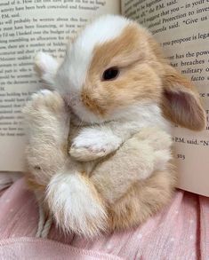 a stuffed animal rabbit is sitting on top of an open book and holding it's paws up