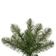 a small pine tree in a pot on a white background