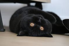 a black cat laying on the floor under a desk