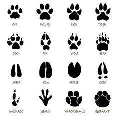 an animal's footprints are shown in black and white, as well as the foot print