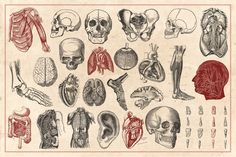 an old medical illustration shows the anatomy of human head, neck, and jaw in red ink