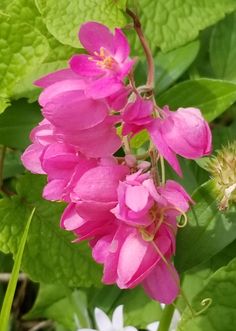 pink flowers with green leaves in the background