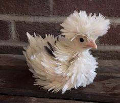 a white and black bird with feathers on it's head sitting next to a brick wall