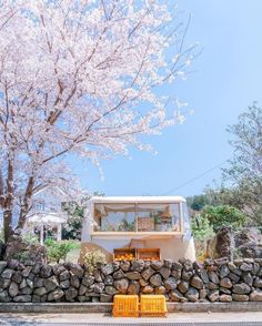 two yellow chairs sitting in front of a stone wall and tree with blossoming branches