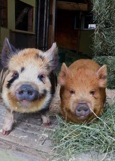 two small pigs standing next to each other