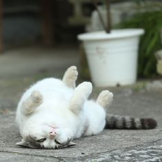 a white cat rolling around on its back with it's paws in the air