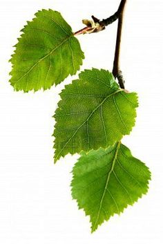 two green leaves hanging from a tree branch