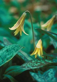 two yellow flowers with green leaves in the foreground and on the far side, there is only one flower