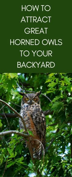 an owl sitting in a tree with the words how to attract great horned owls to your backyard