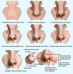 an image of different types of nose shapes