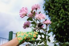 a person with gardening gloves on holding pink roses