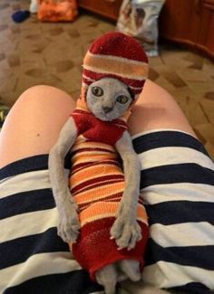 a cat wearing a hat and scarf sitting on someone's lap in a room