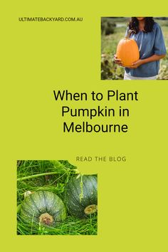 a book cover with an image of pumpkins in the grass and text that reads when to plant pumpkin in melbourne read the blog